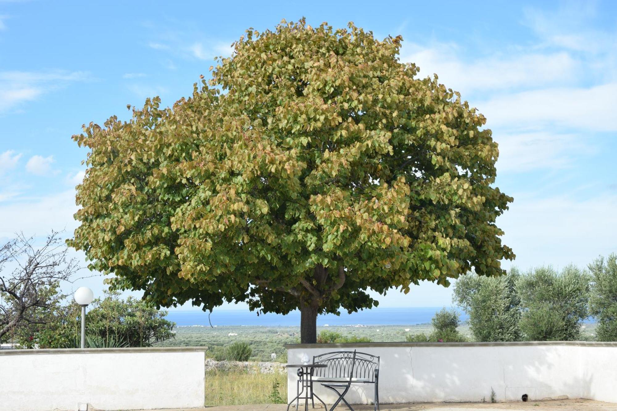 Villa Mimi Ostuni Εξωτερικό φωτογραφία