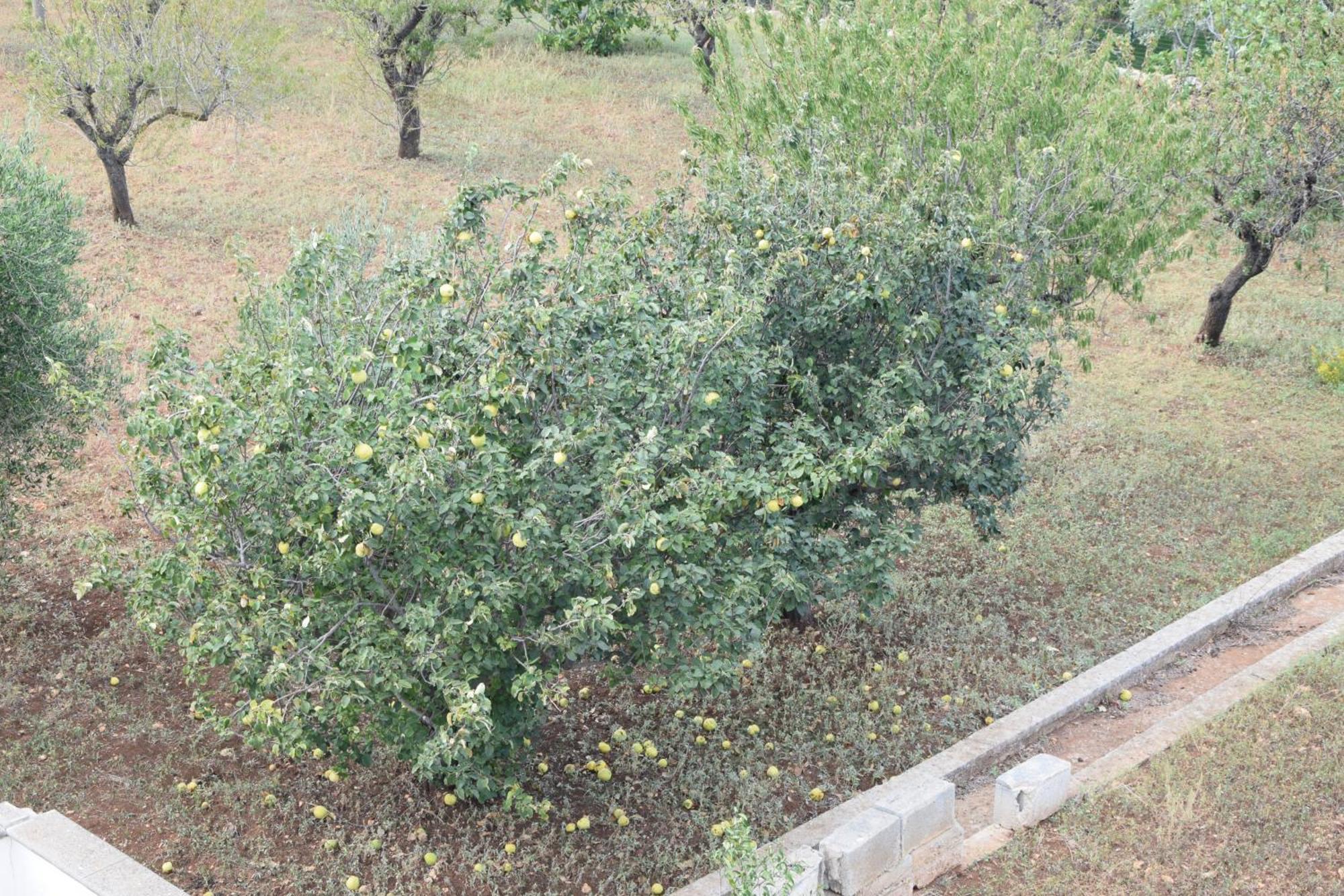 Villa Mimi Ostuni Εξωτερικό φωτογραφία