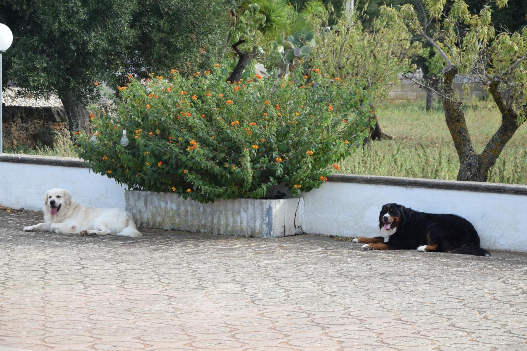 Villa Mimi Ostuni Εξωτερικό φωτογραφία