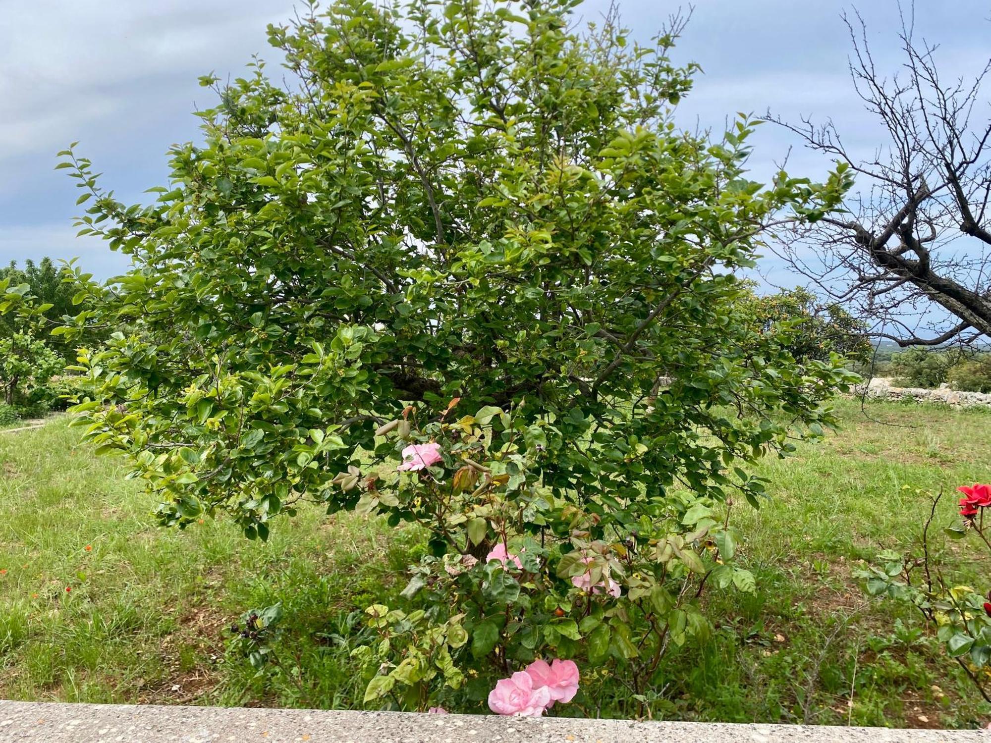 Villa Mimi Ostuni Εξωτερικό φωτογραφία